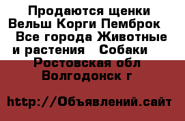 Продаются щенки Вельш Корги Пемброк  - Все города Животные и растения » Собаки   . Ростовская обл.,Волгодонск г.